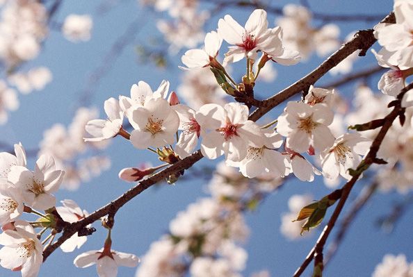 唯美樱花微信素材图片  谁见樱花红陌上