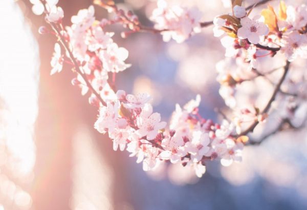 唯美樱花微信素材图片  谁见樱花红陌上