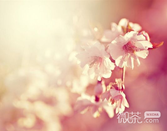 唯美樱花微信素材图片  谁见樱花红陌上