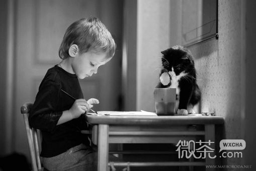 关于猫的微信可爱图片  幸福像只猫
