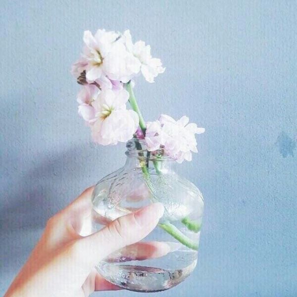 花可解语 小清新唯美微信图片