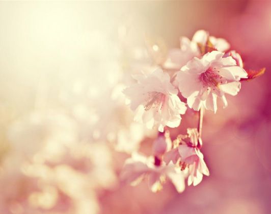 唯美樱花微信背景图