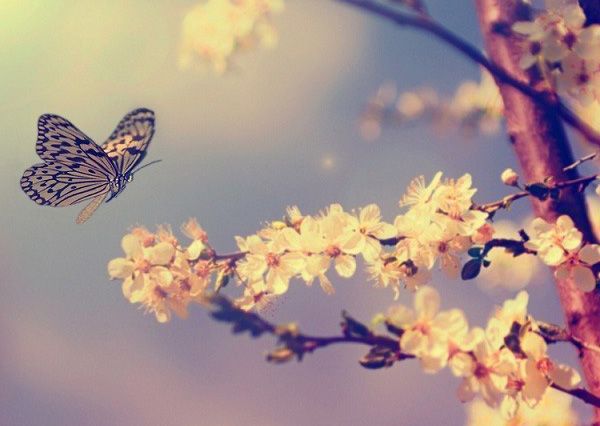 唯美樱花微信背景图