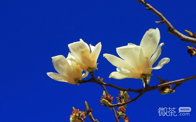 玉兰花苞微信高清图片 河南省夏邑县县花