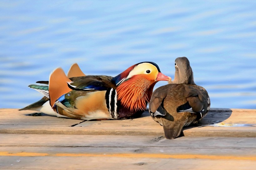 鸳鸯微信高清图片  鸳鸯戏水