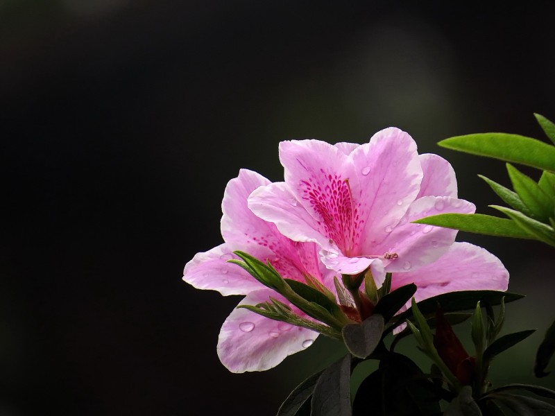 杜鹃花微信高清图片 十大名花之一