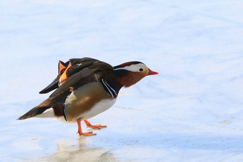 鸳鸯微信高清图片  鸳鸯戏水