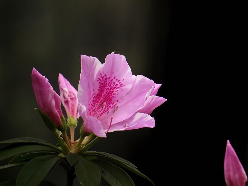 杜鹃花微信高清图片 十大名花之一