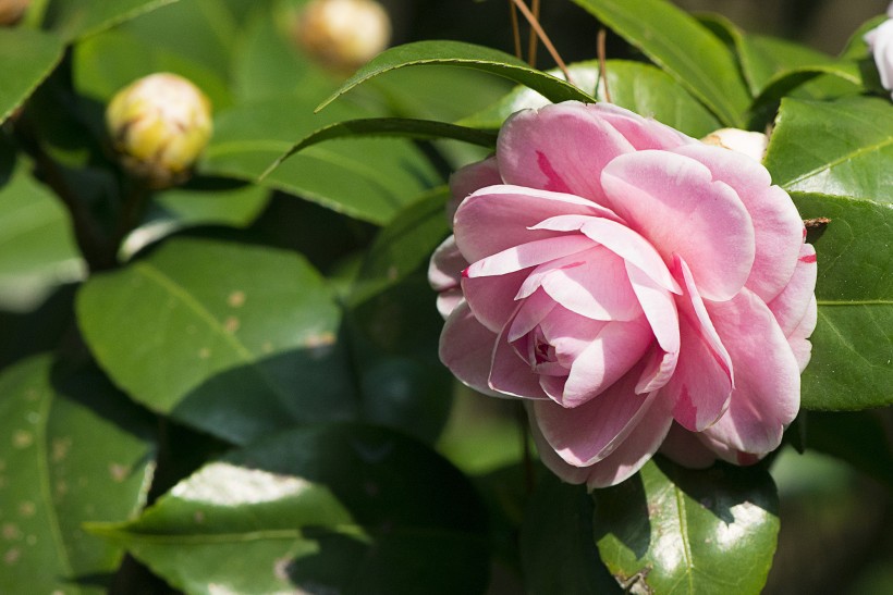 山茶花微信高清图片 十大名花