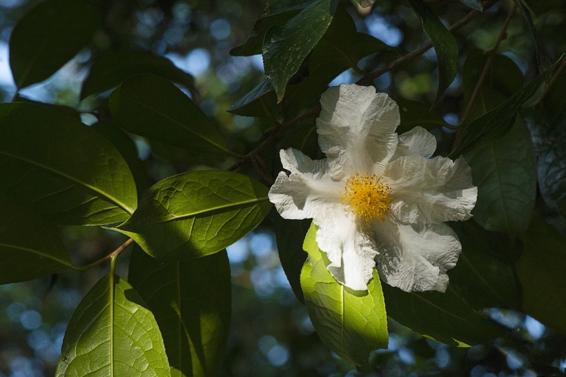 山茶花微信高清图片 十大名花
