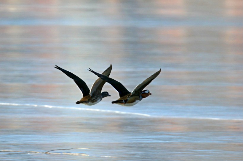 鸳鸯微信高清图片  鸳鸯戏水
