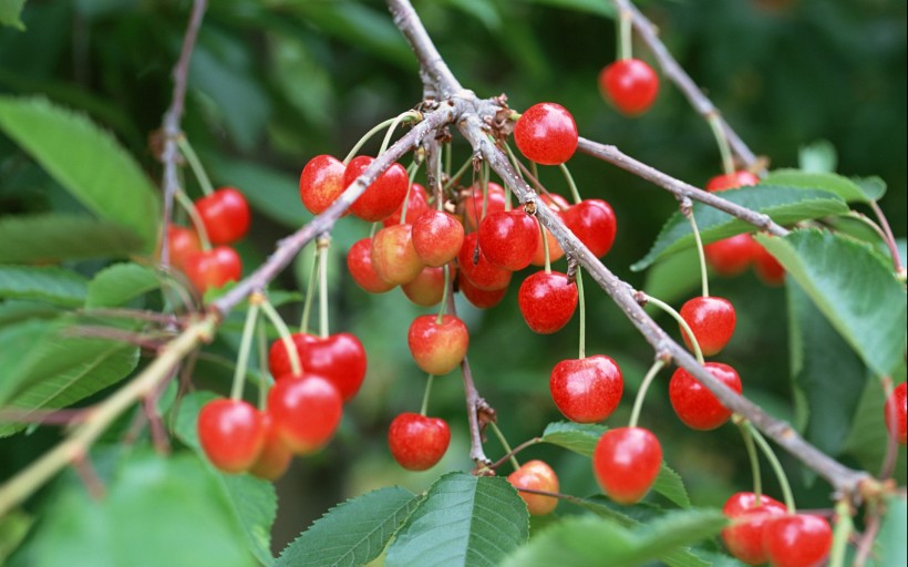 樱桃微信高清图片 铁含量最高。