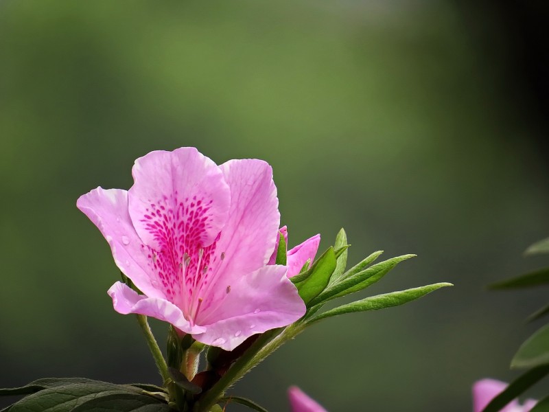 杜鹃花微信高清图片 十大名花之一