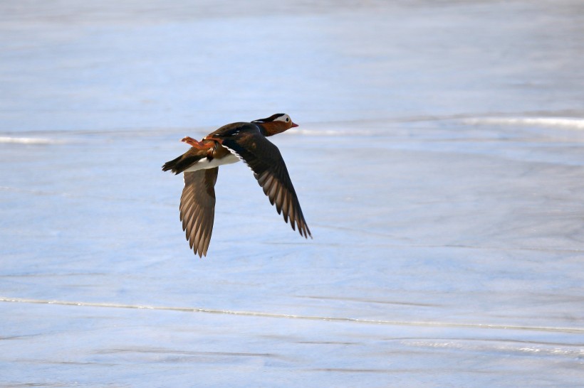 鸳鸯微信高清图片  鸳鸯戏水