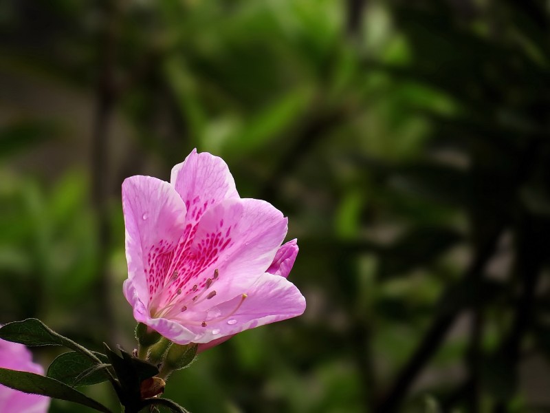 杜鹃花微信高清图片 十大名花之一