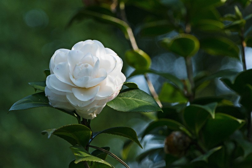 山茶花微信高清图片 十大名花