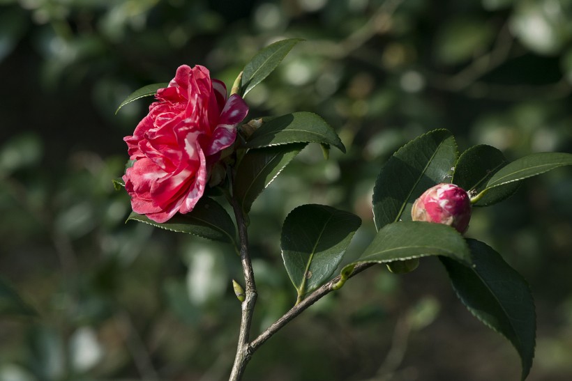 山茶花微信高清图片 十大名花