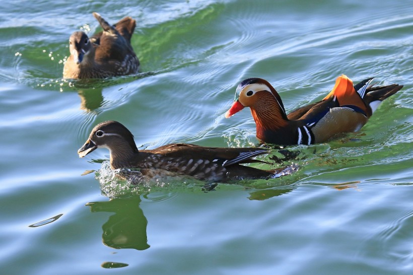 鸳鸯微信高清图片  鸳鸯戏水