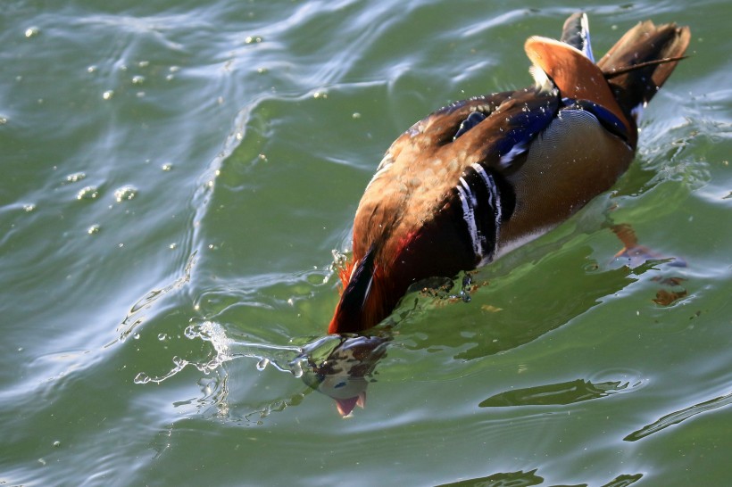 鸳鸯微信高清图片  鸳鸯戏水