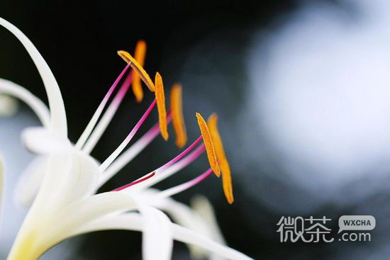 微信唯美头像 上善若水