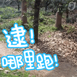 贱贱的熊猫动态微信表情包 臊，起来！