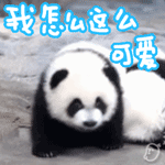 贱贱的熊猫动态微信表情包 臊，起来！
