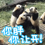 贱贱的熊猫动态微信表情包 臊，起来！