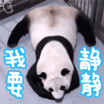 贱贱的熊猫动态微信表情包 臊，起来！