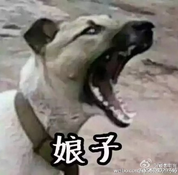 娘子啊哈微信表情包 嘿哈