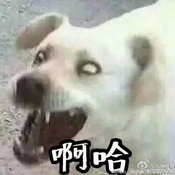 娘子啊哈微信表情包 嘿哈