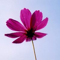 微信唯美头像 花花世界