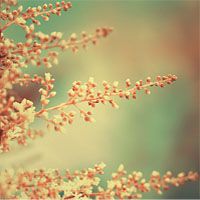 微信唯美头像 花花世界