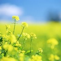 微信唯美头像 花花世界