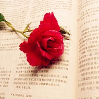 微信唯美头像 花花世界