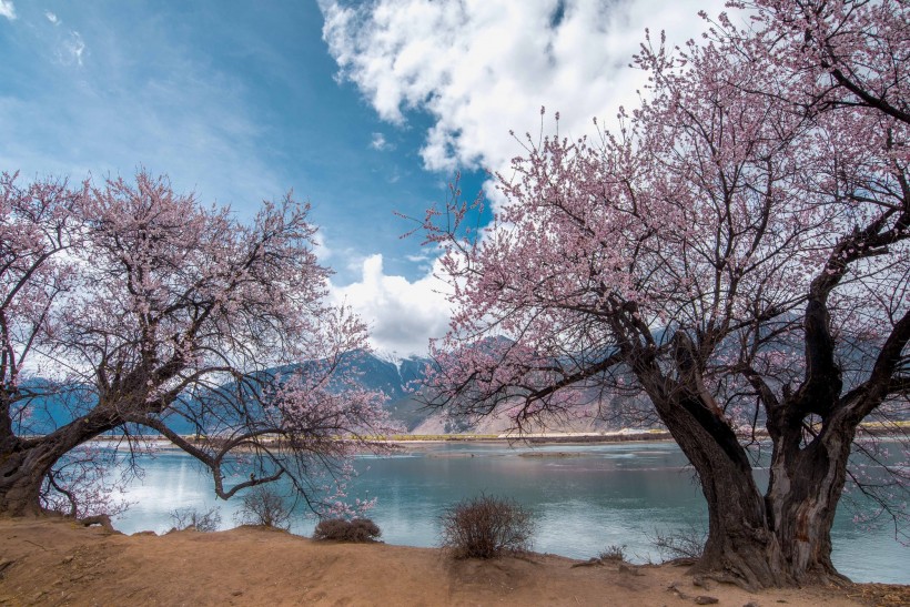西藏林芝风景微信图片