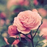 微信唯美头像 花花世界