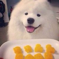 微信可爱的萨摩耶头像大全