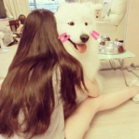 微信可爱的萨摩耶头像大全