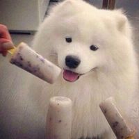 微信可爱的萨摩耶头像大全