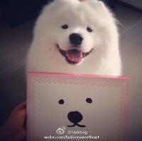 微信可爱的萨摩耶头像大全