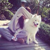 微信可爱的萨摩耶头像大全