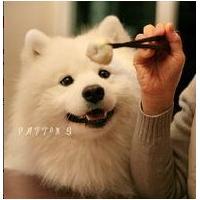 微信可爱的萨摩耶头像大全