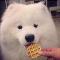 微信可爱的萨摩耶头像大全