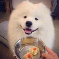 微信可爱的萨摩耶头像大全