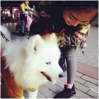 微信可爱的萨摩耶头像大全