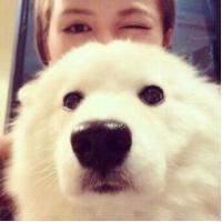 微信可爱的萨摩耶头像大全