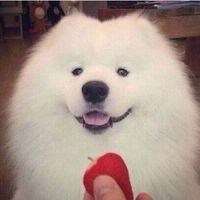 微信可爱的萨摩耶头像大全