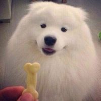 微信可爱的萨摩耶头像大全