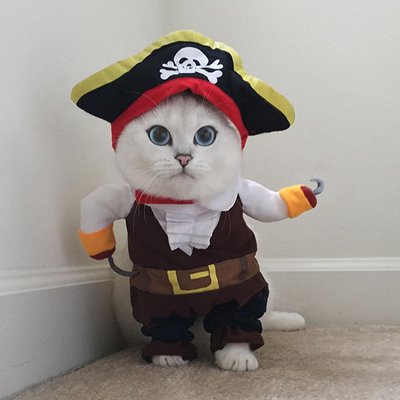 黑白色喵星人微信图片 未来和明天哪个会先到