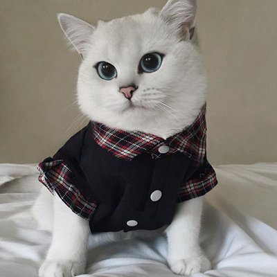 黑白色喵星人微信图片 未来和明天哪个会先到